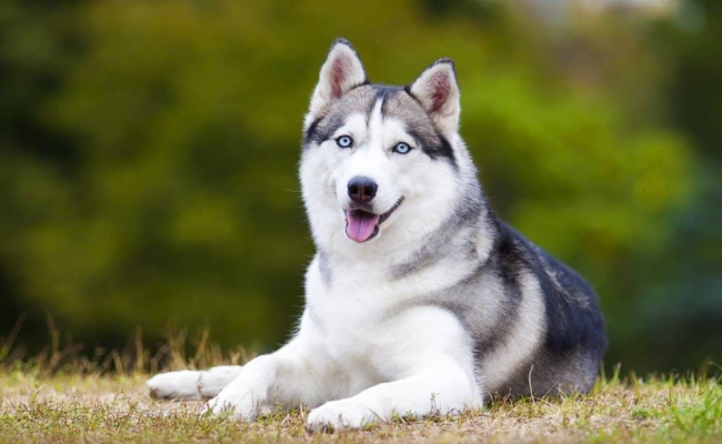 Pet Fraud! Lucknow businessman pays ₹26 lakh for Siberian Husky pup, duped
