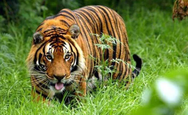 Woman collecting firewood killed by Tiger in UP’s Lakhimpur Kheri