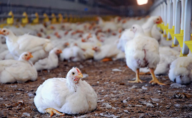 Bird flu fear grips as 300 chickens perish in farm in Jharkhand