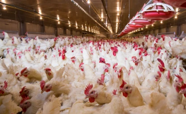 50 more chickens perish in Jhk's Bokaro on Day 2;  Bird Flu fear grips
