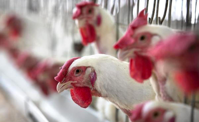 Chickens at govt farm culled, prohibition on sale in parts of districts in Jharkhand