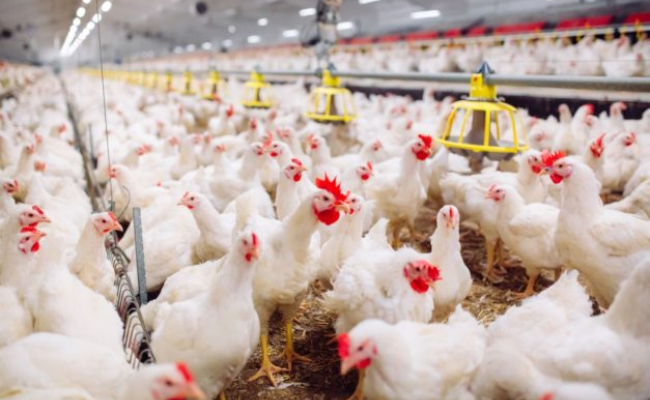 Bird flu fear in Jharkhand's Bokaro, 700 chickens goes missing