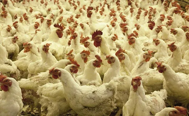 Active bird flu cases found in Ranchi