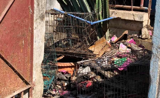 Fire in Kolkata's Naktala flat killed 8 cats and a dog