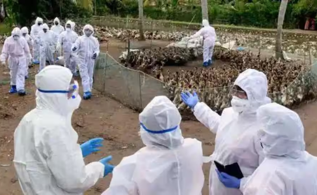 Bird flu: Over 300 poultry birds to be culled in Ranchi today