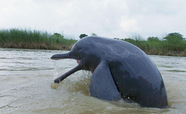 Bengal Govt planning to set up a dolphin breeding center