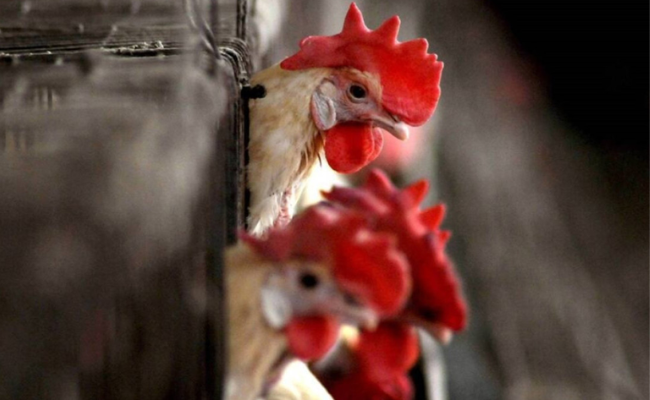 Bird flu under control in Jharkhand: Animal Husbandry