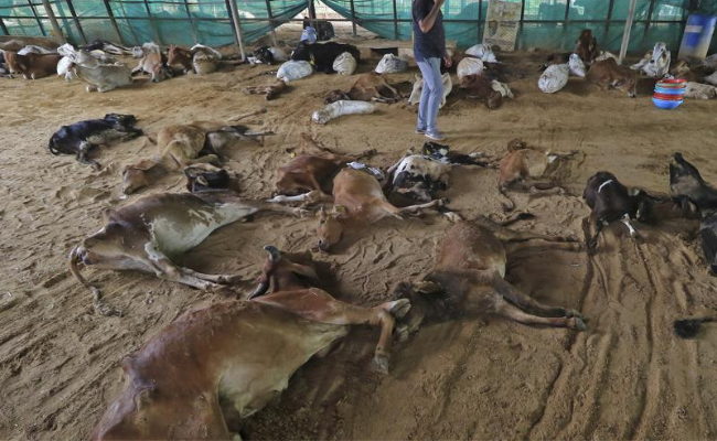 8 cattle die in cow shelter in UP's Ballia within 2 weeks