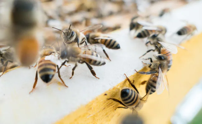 UP man killed in bee attack, 5 others injured
