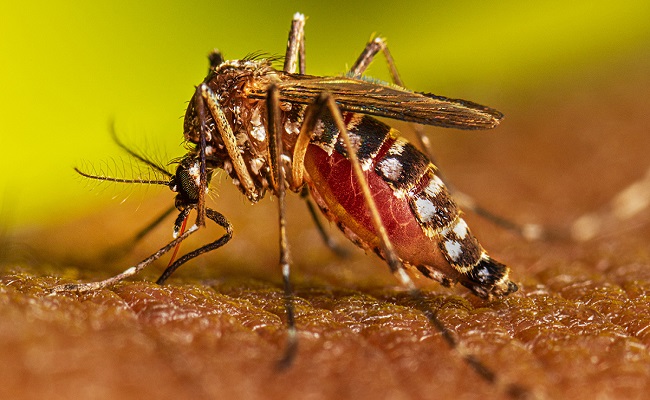 State alerted to dengue before rains, 815 crore allocated for prevention