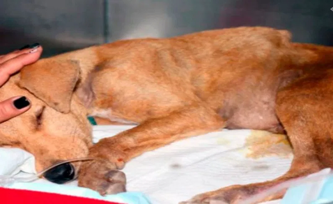 Man caught on camera sexually abusing 2yr. old stray dog in WB, arrested
