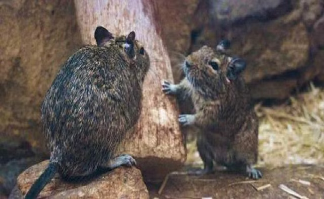 Rat steals Rs 13,000 from grocery store in East Midnapore