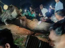 महाराष्ट्रः अकोला जिले में बारिश के दौरान मंदिर के शेड पर पेड़ गिरने से 7 लोगों की मौत, 35 घायल