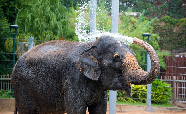 Animals in Bengal Zoo given special care as heatwave grips state