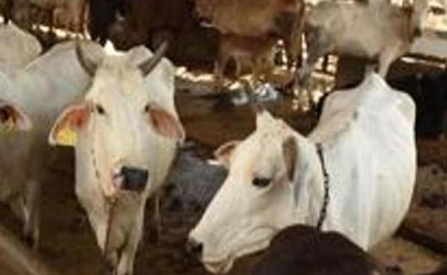 Haryana's new excise policy imposes ₹5 cow cess on liquor bottles