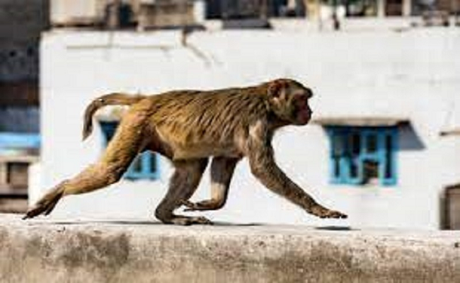 Tragic Monkey attack claims life of Howrah resident in Jagatballabhpur
