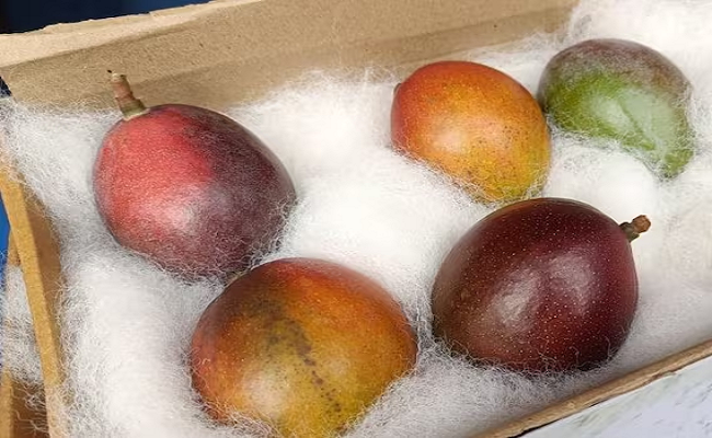 Siliguri Mango Festival features Miyazaki: World's most expensive mangoes worth 2.75 lakh rupees per kg