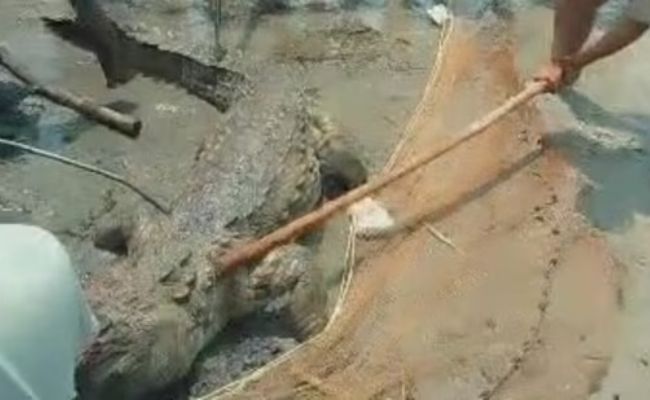  Child devoured by crocodile, mob takes brutal revenge in Bihar