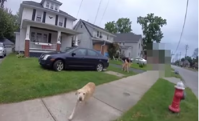 Outrage in Ohio as police officer shoots harmless Golden Retriever in front of family