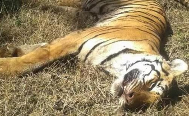 Committee submits report on DTR tiger deaths in Uttar Pradesh 