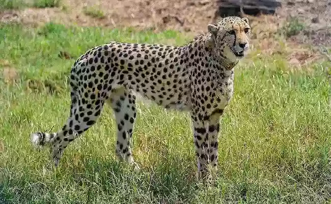 Supreme Court expresses concern over death of cheetahs in MP’s Kuno National Park