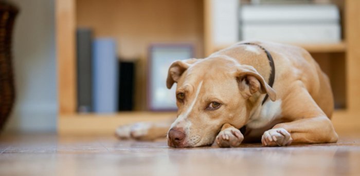 Pet dog beaten to death with bricks, public demands strict action