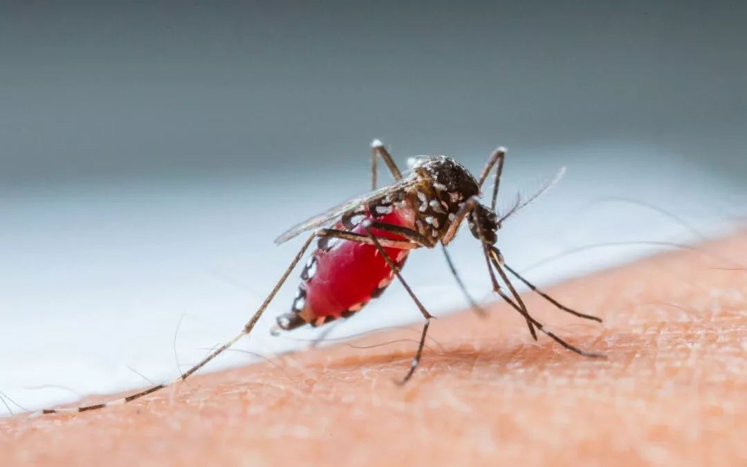 Dengue cases in state reaches 2,500 patients; house-to-house cleaning campaign starts