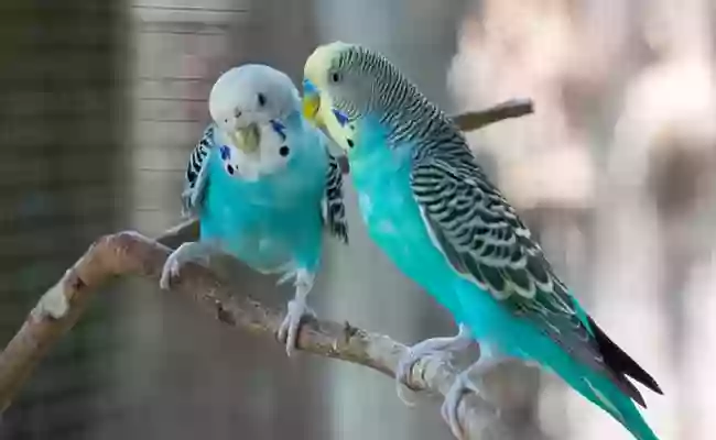  West Bengal government to soon impose ban on breeding Indian species of birds