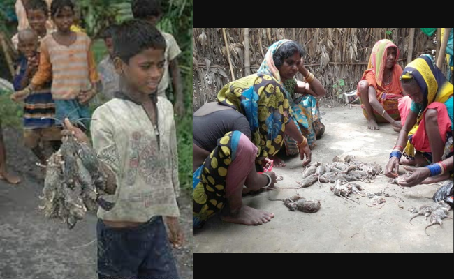 UP Musahar Community forced to hunt rats for survival despite government schemes