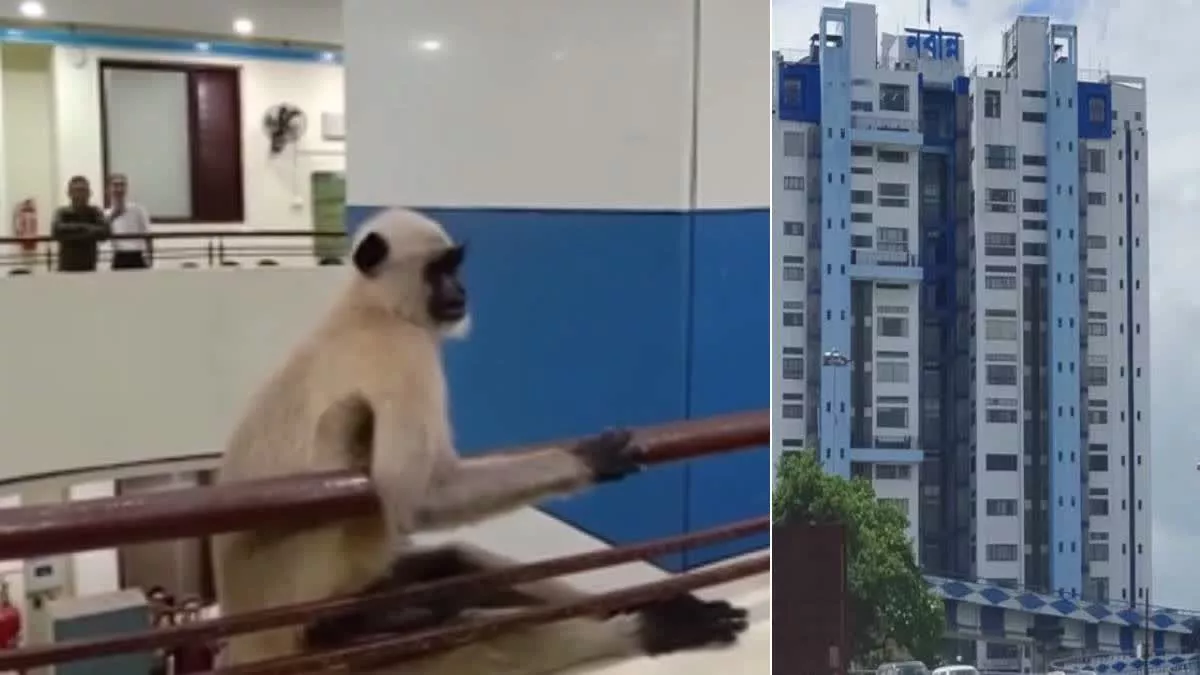 Shocking video of Monkey inside Nabanna | Watch