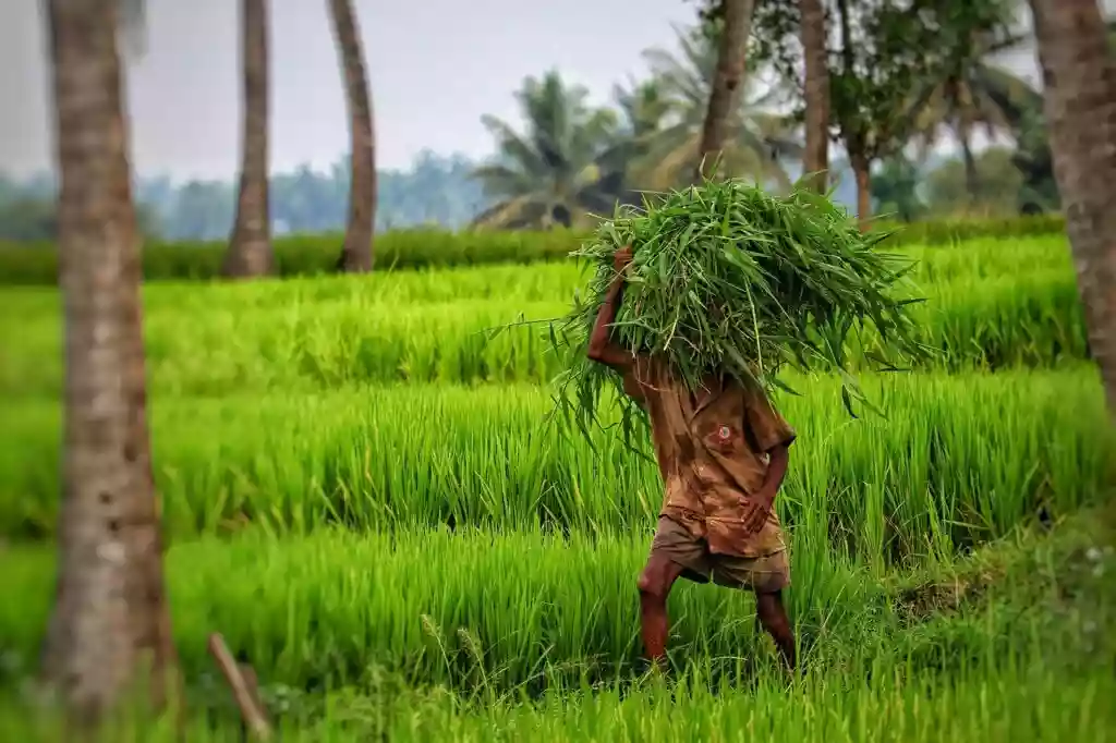 Farmers in Bihar demand accountability amidst inflated electricity bills