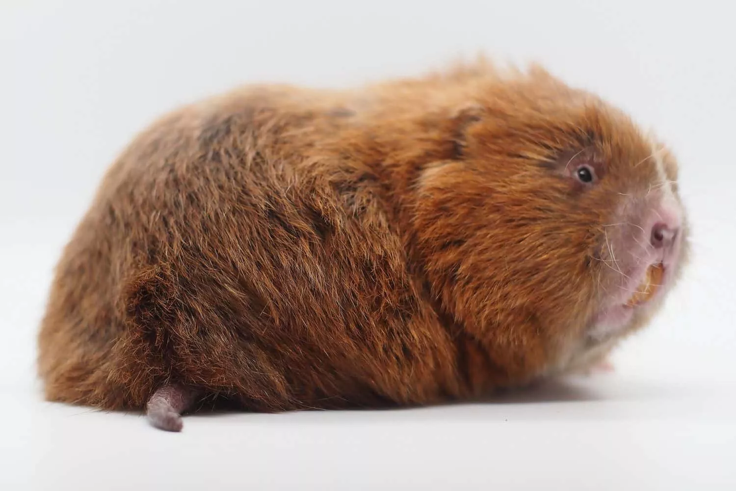Rare species of bamboo rat discovered in Baikunthpur forest !