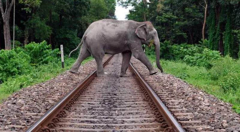 Three elephants, one cub die after being hit by train in Alipurduar