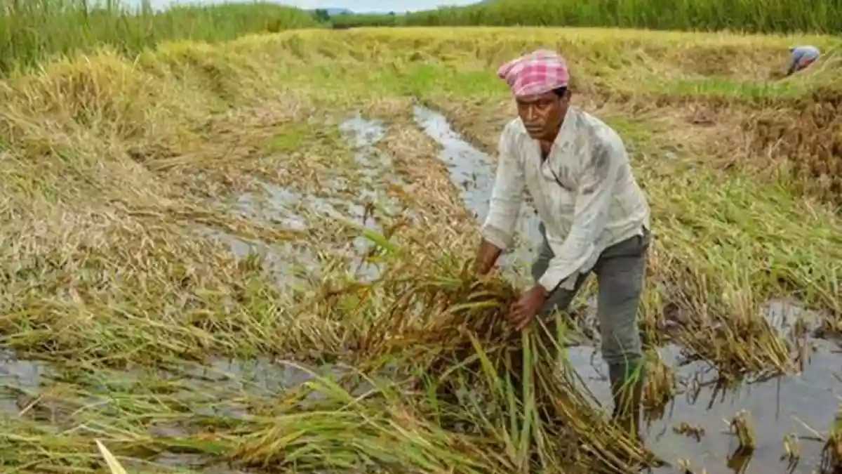 Cyclone Michong inflicts heavy damage on paddy crops in Bengal, Farmers face significant losses