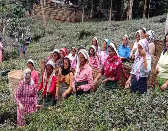 कार्शियांग में चाय की पत्तियां तोड़ती नजर आई मुख्यमंत्री ममता बनर्जी