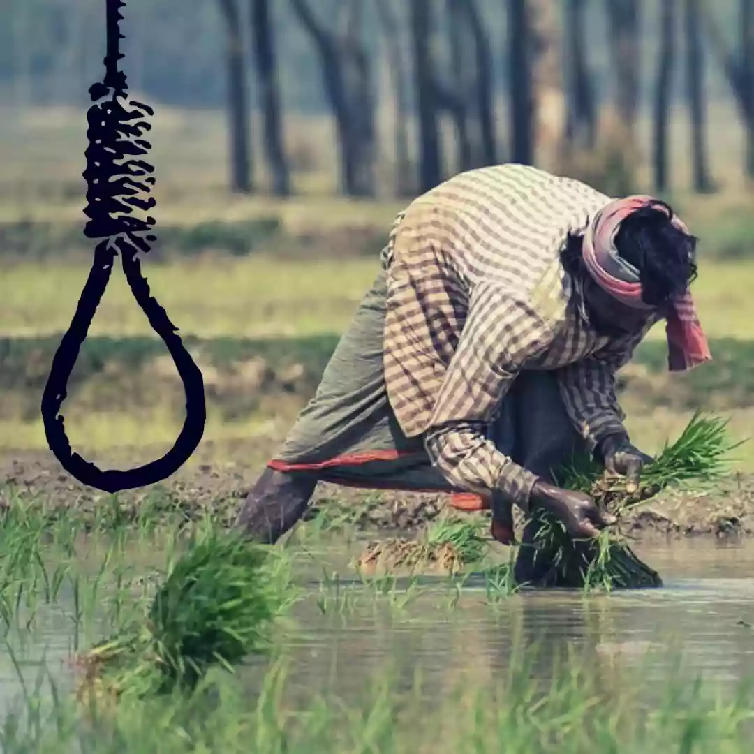  Farmer takes his life in Hooghly district after unseasonal rain destroy paddy crop