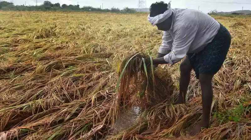 Farmers in West Bengal seek government aid after cyclone Michaung causes  extensive crop damage