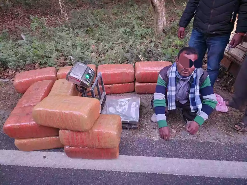 STF seizes 175 kg  marijuana in Siliguri operation; Driver arrested