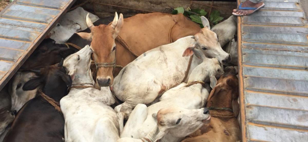 238 cattle seized in Birpara operation; 20 arrested for smuggling