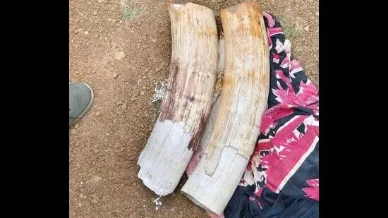 Retired officer arrested with Deer Musk and Flying Squirrel Skin worth ₹2.7 crore