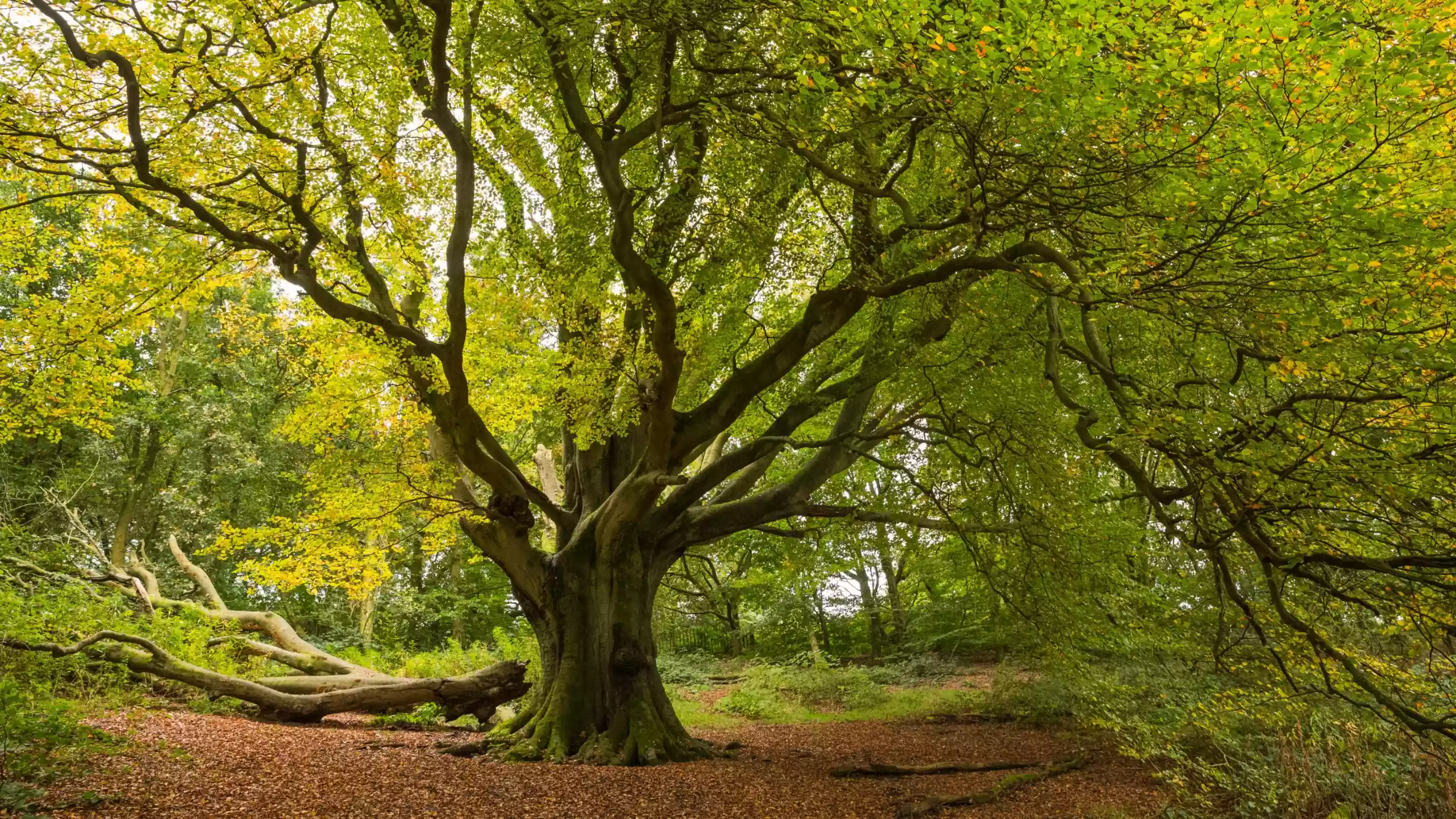 Tree sentenced to 100 years in prison for alleged 'Arborcide' in Jalpaiguri, WB
