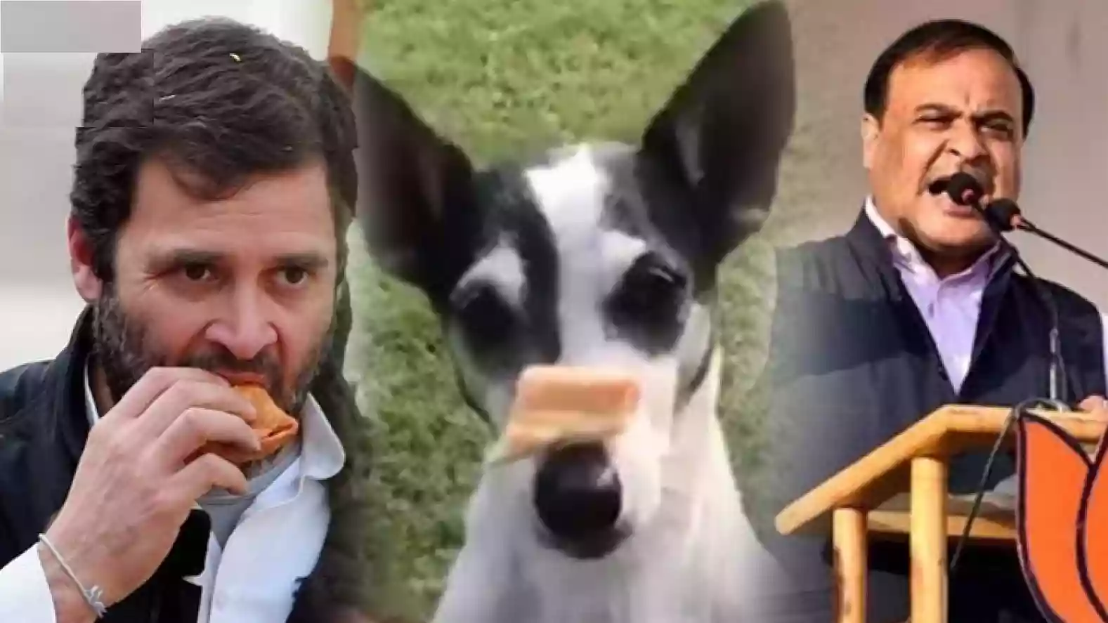 Rahul Gandhi feeds puppy, offers same biscuit to supporter