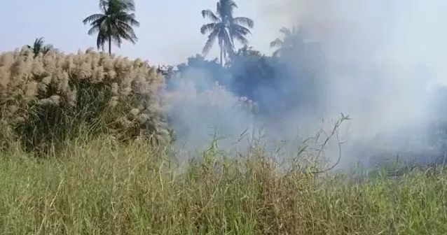Massive fire devours Hogla forest, Liluah