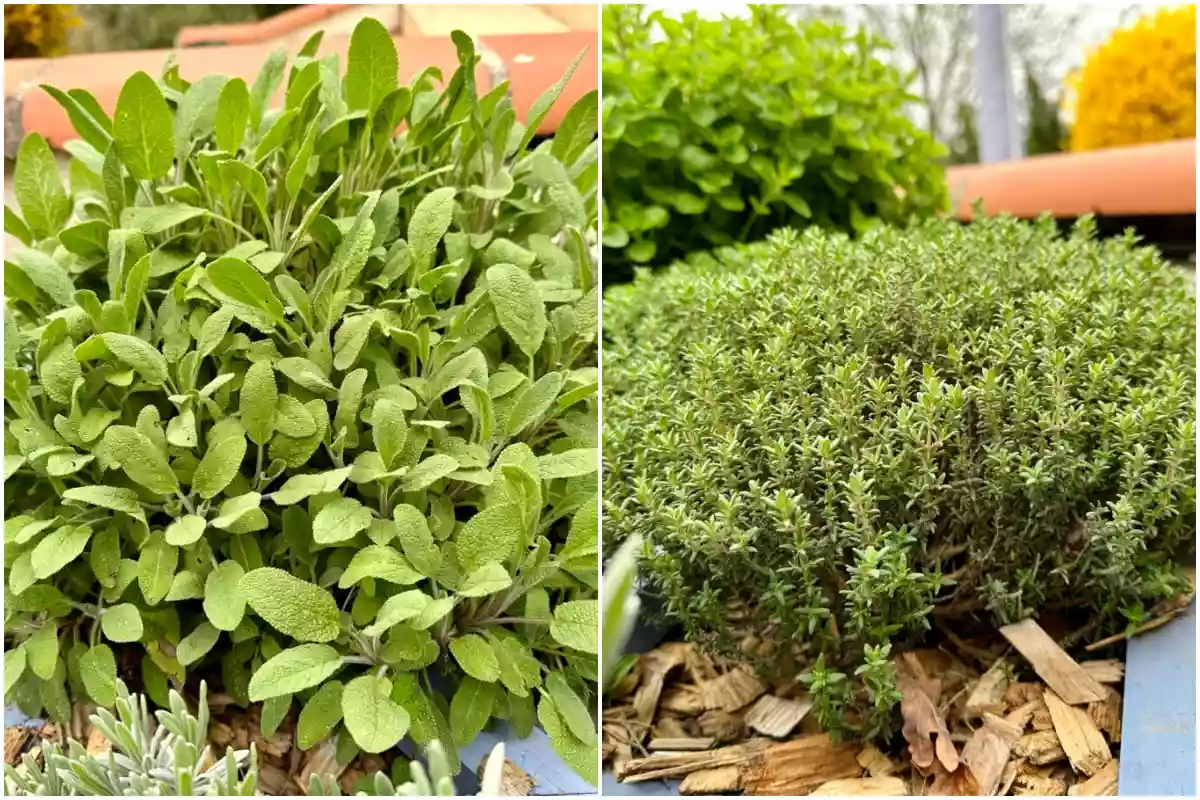 7 herbs to keep you cool and refreshed this summer