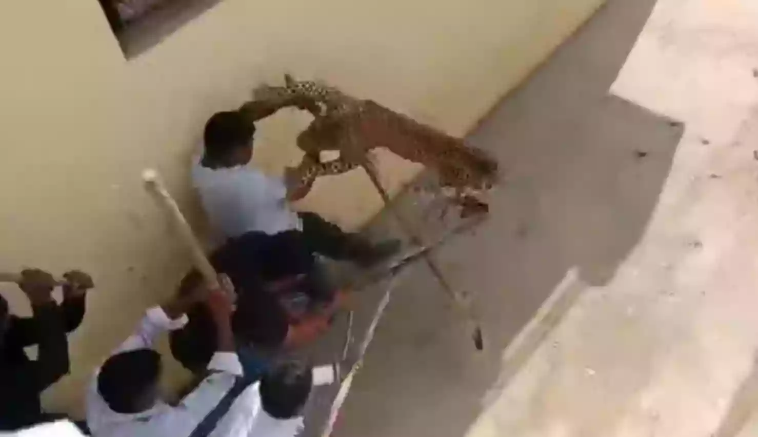 Leopard attacks men carrying sticks in UP's Hatwa village