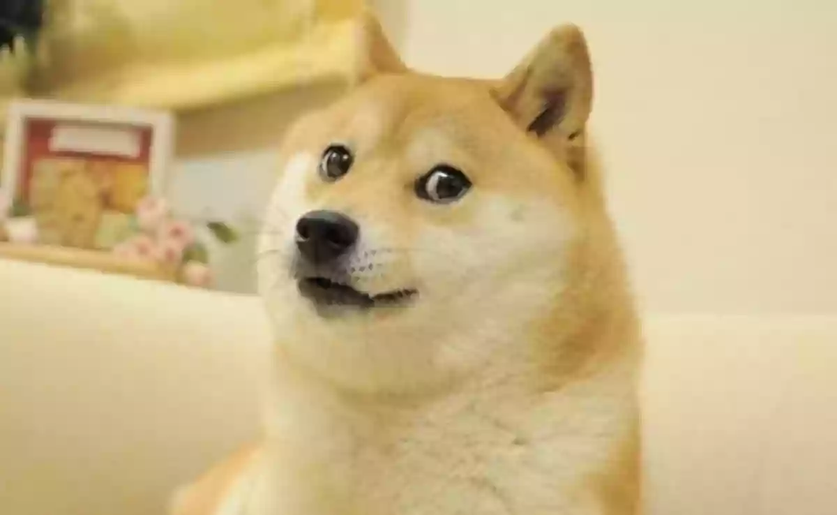RIP Kabosu: Dogecoin icon and viral meme star passes away at 19