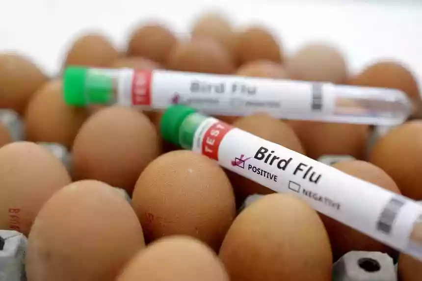 Bird flu strikes Bengal as 4-year-old hospitalized; WHO concerned