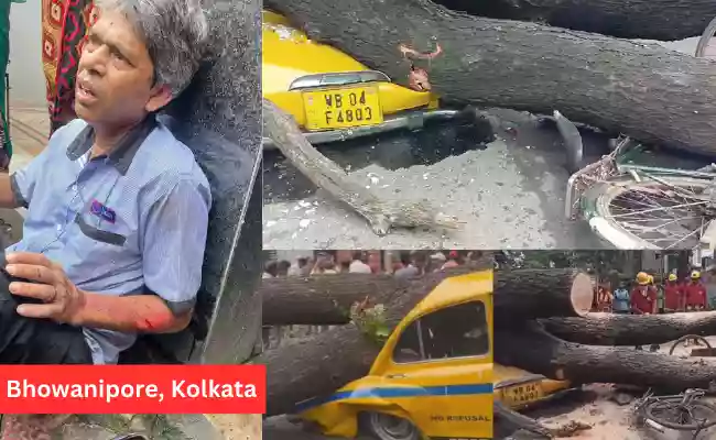 Massive tree falls on taxi and cyclist in Bhowanipore, 1 injured
