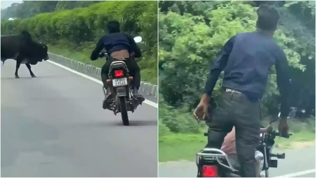 Man performs dangerous stunts, dodges bull on speeding bike with child in UP's Sitapur