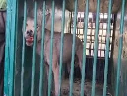 यूपी के बहराइच में आतंक का पर्याय बना पांचवा आदमखोर भेड़िया पिंजरे में कैद